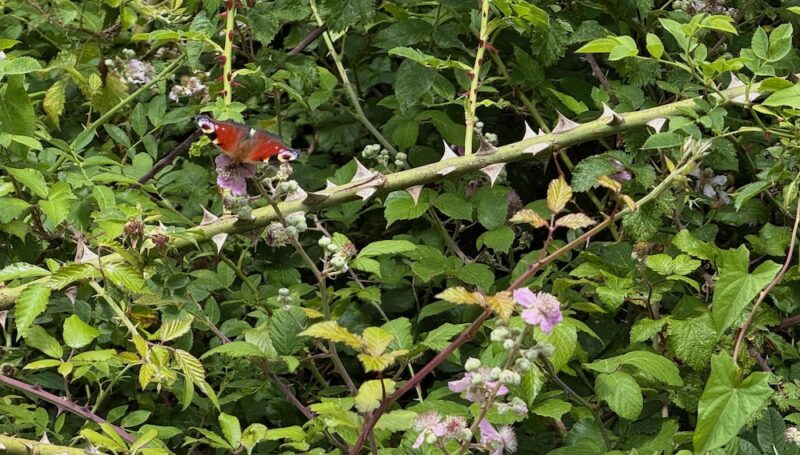 GB-6912 Ufton Fields - Butterfly