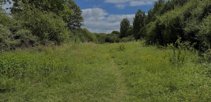 Ufton Fields Meadow