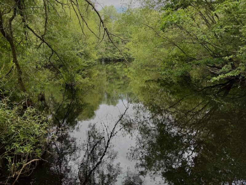 Pond at Upton Fields Nature Reserve