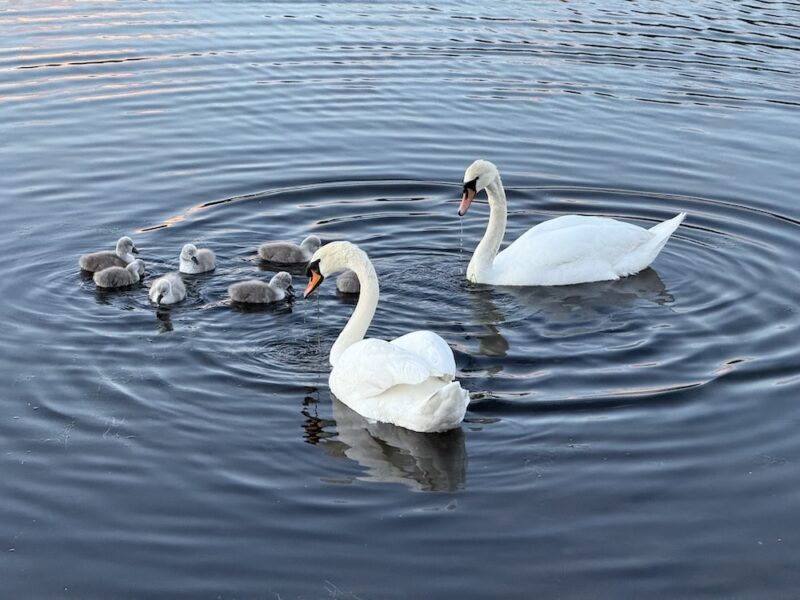 Young family of swans