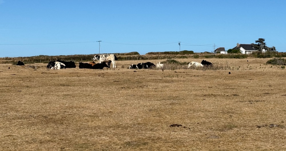 Infamous cattle in Marconi's antenna field